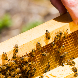 Urban Digital Advertising Screen Networks