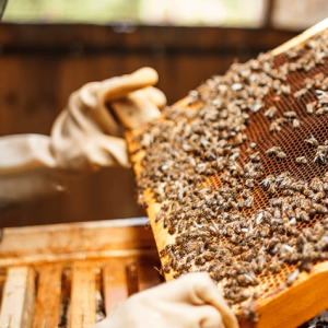 Algorithmic Treasury & Liquidity Prediction