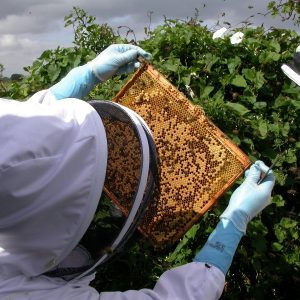 Organic Marketing & Word-of-Mouth Amplification